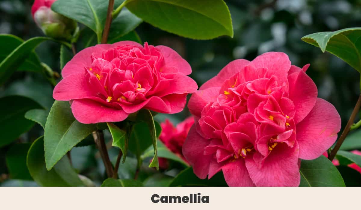 Camellia
