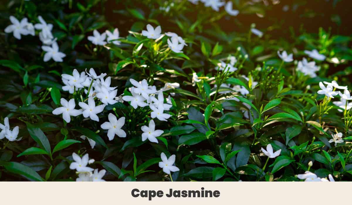 Cape Jasmine