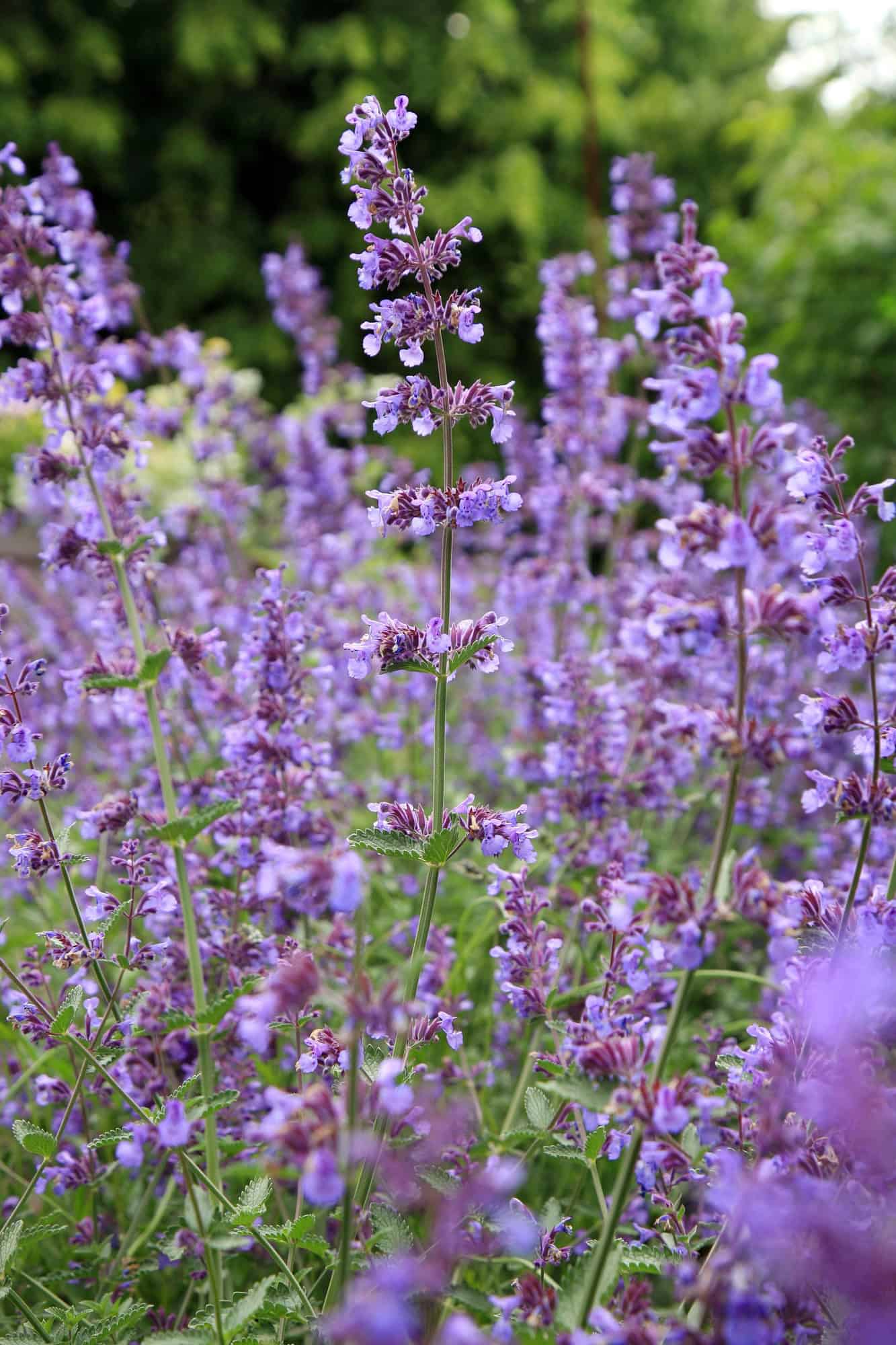 Catnip (Nepeta)