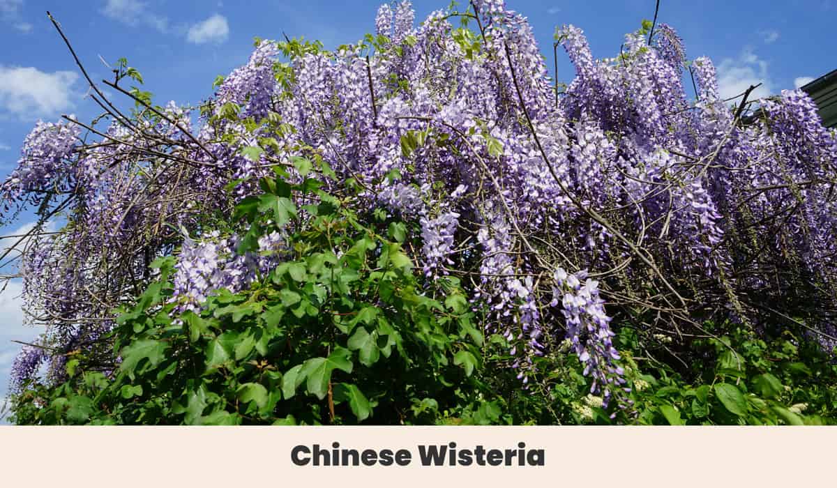 11 Climbing Plants & Flowering Vines That Love Shade