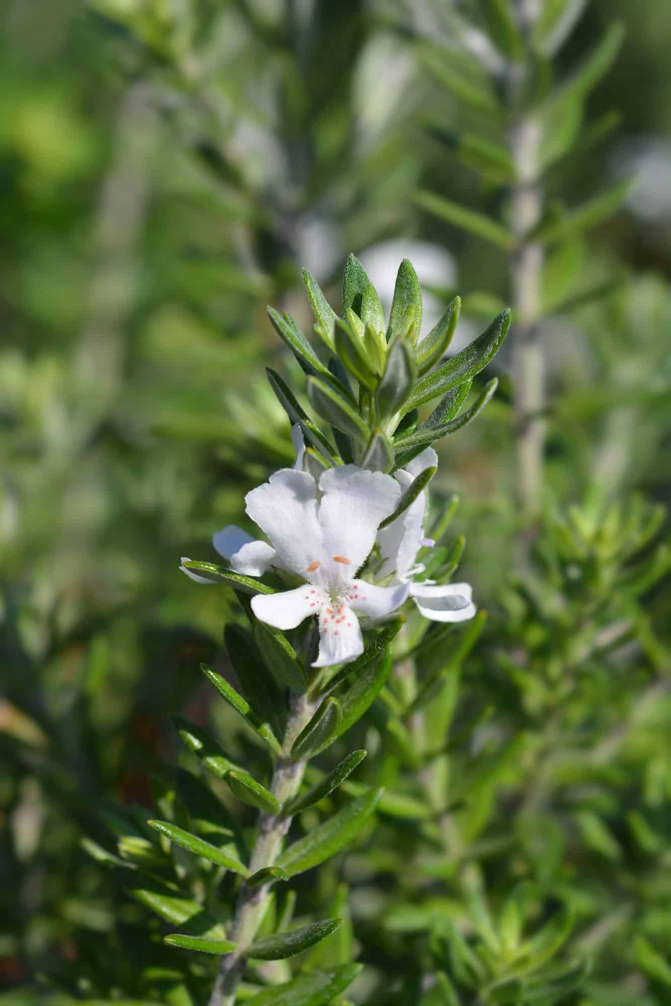 yellow Variegated Coast Rosemary (Westringia fruticosa)