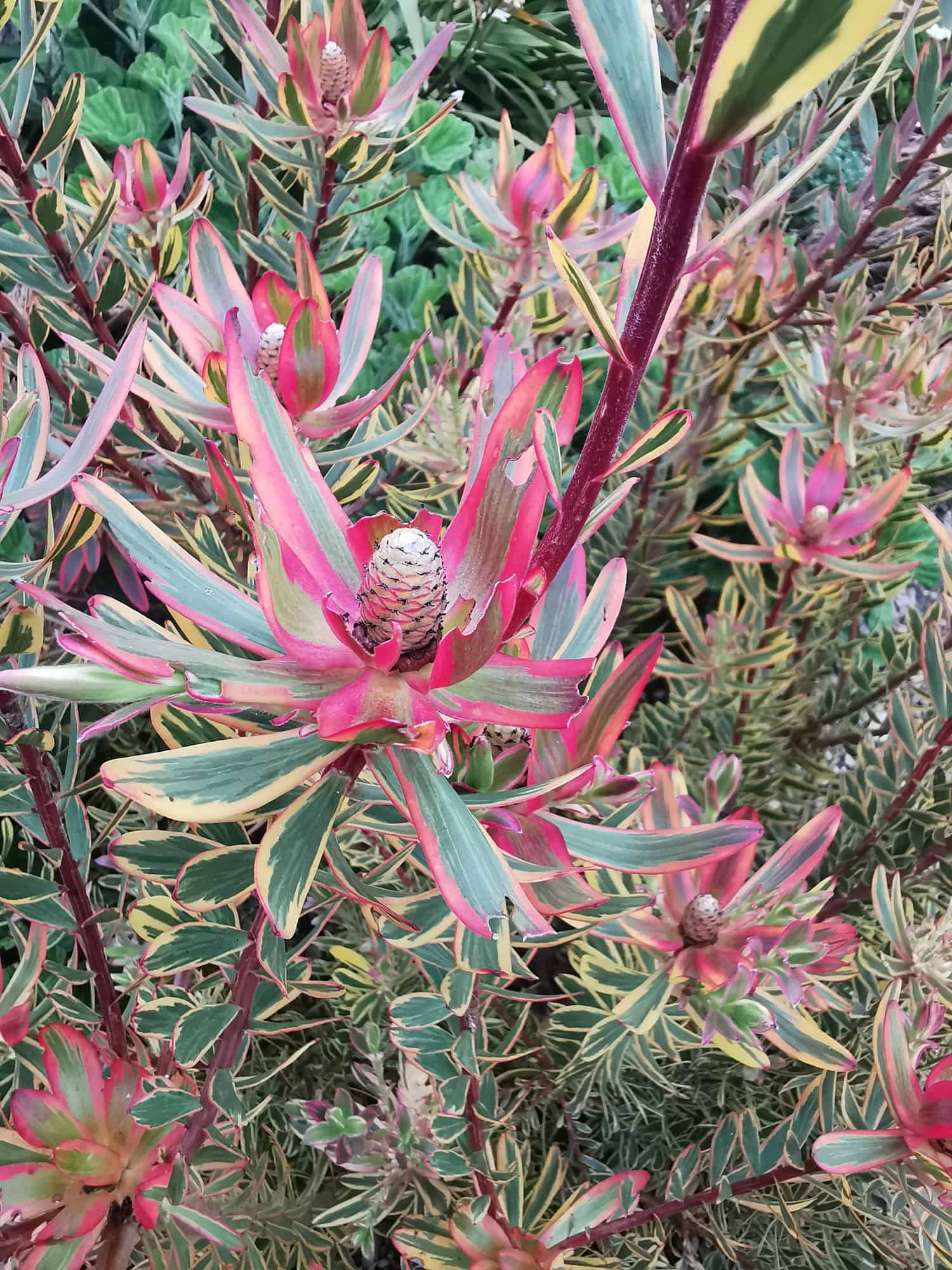 Safari Sunset Conebush (Leucadendron)