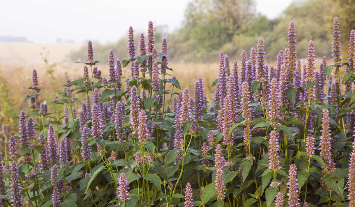 Drought Tolerant Agastache Shrub