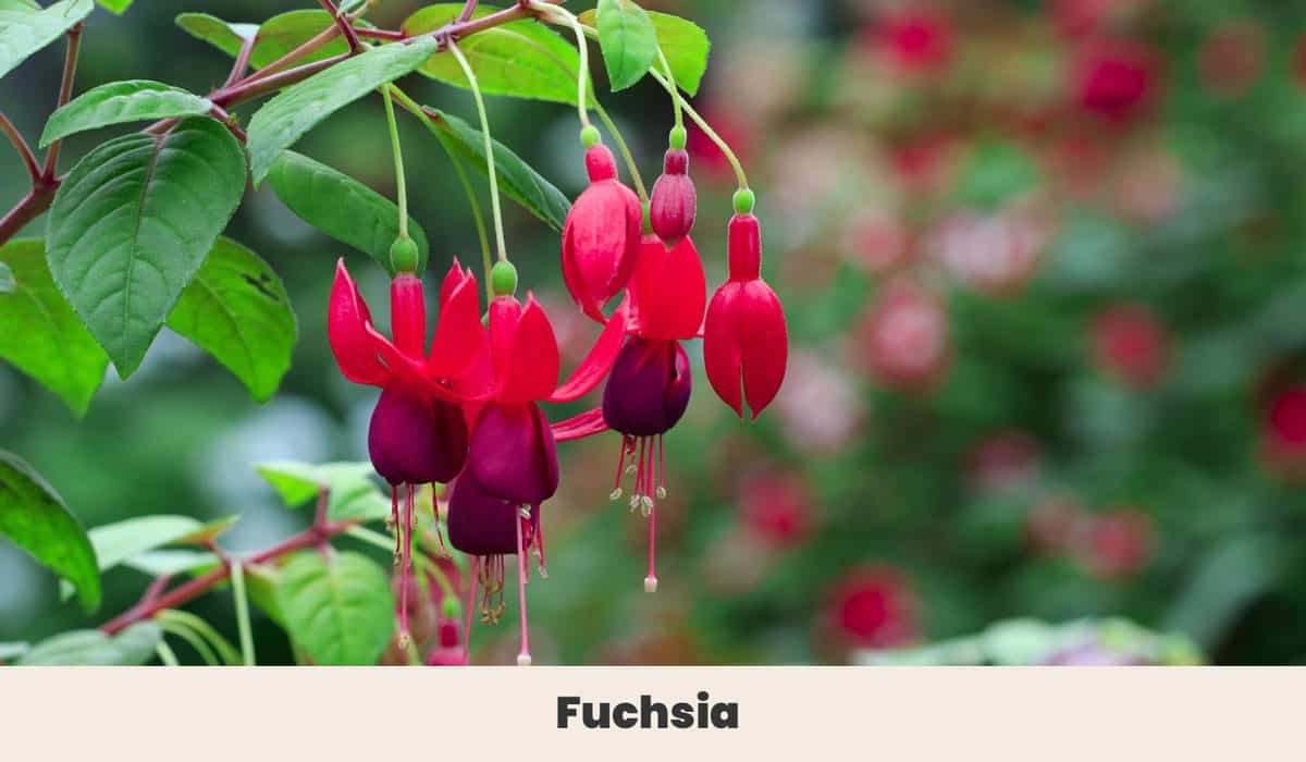 Fuchsia