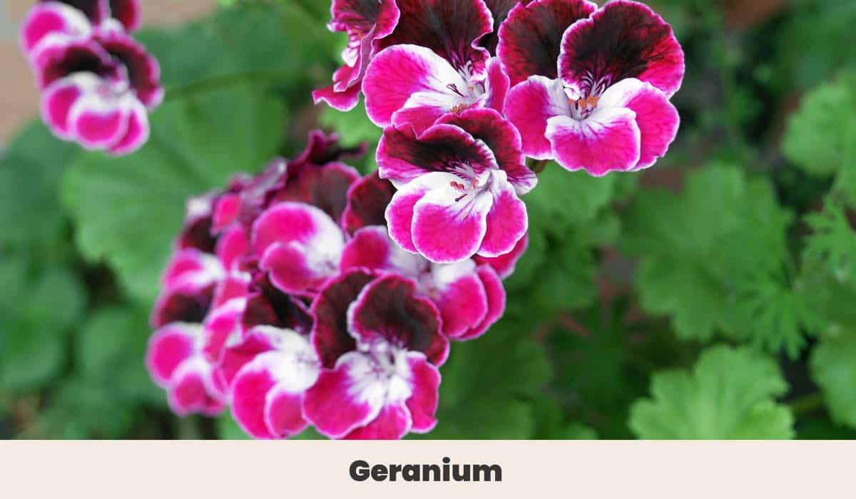 Geranium
