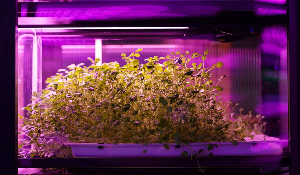 Green under Blurple Led lights