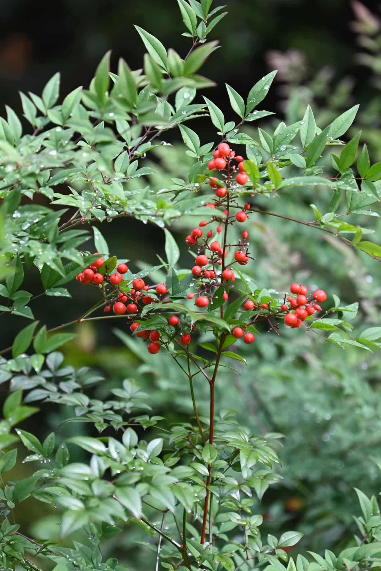 Heavenly Bamboo (Nandina)
