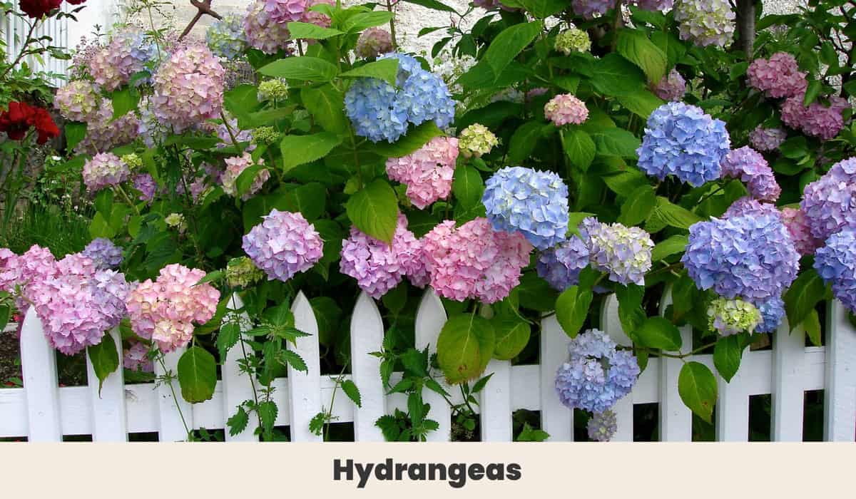 Hydrangeas