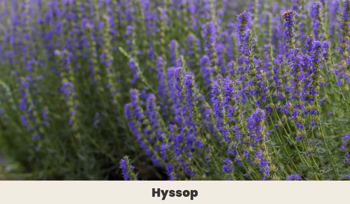 Hyssop