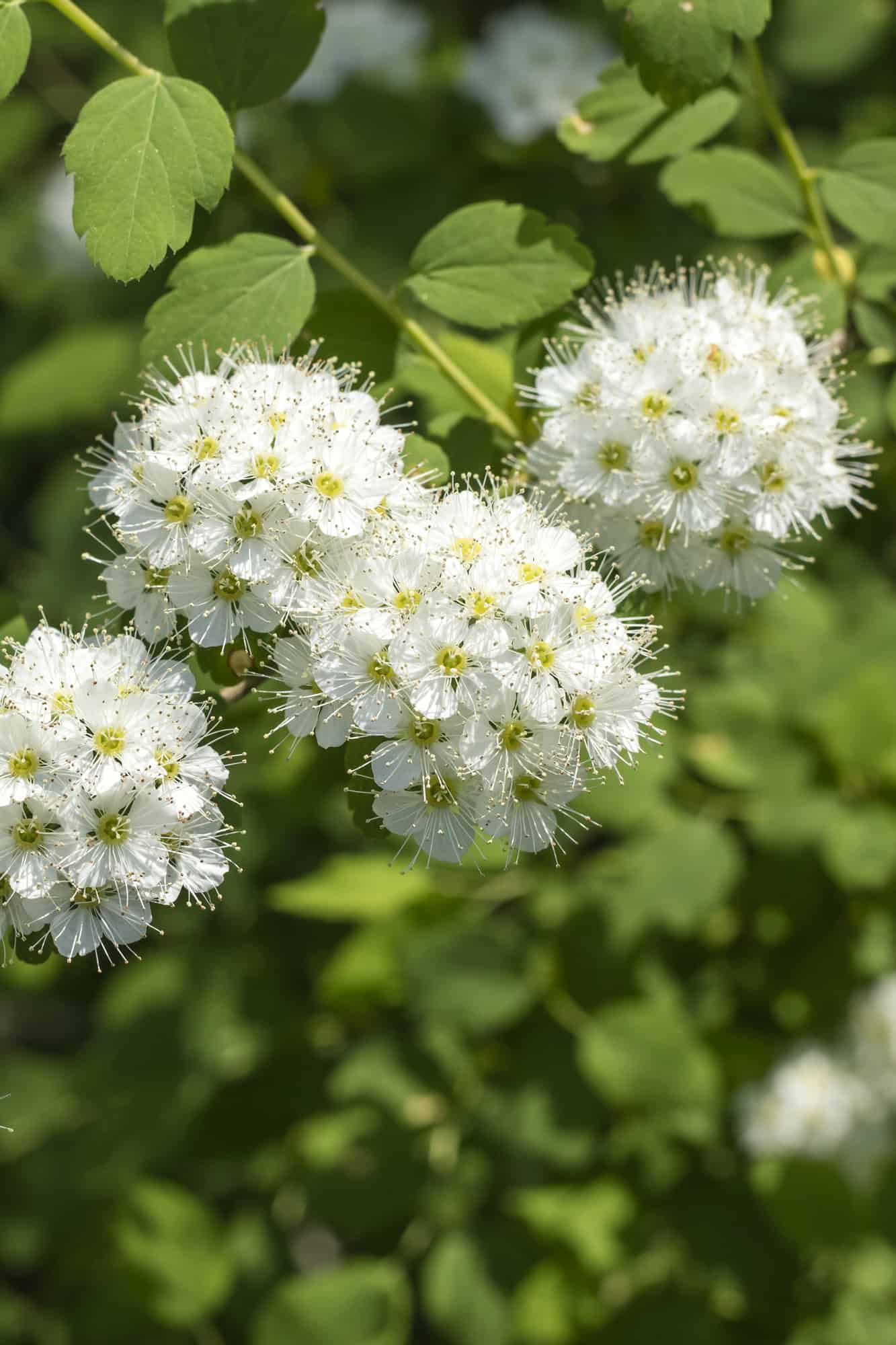 Nannyberry viburnum