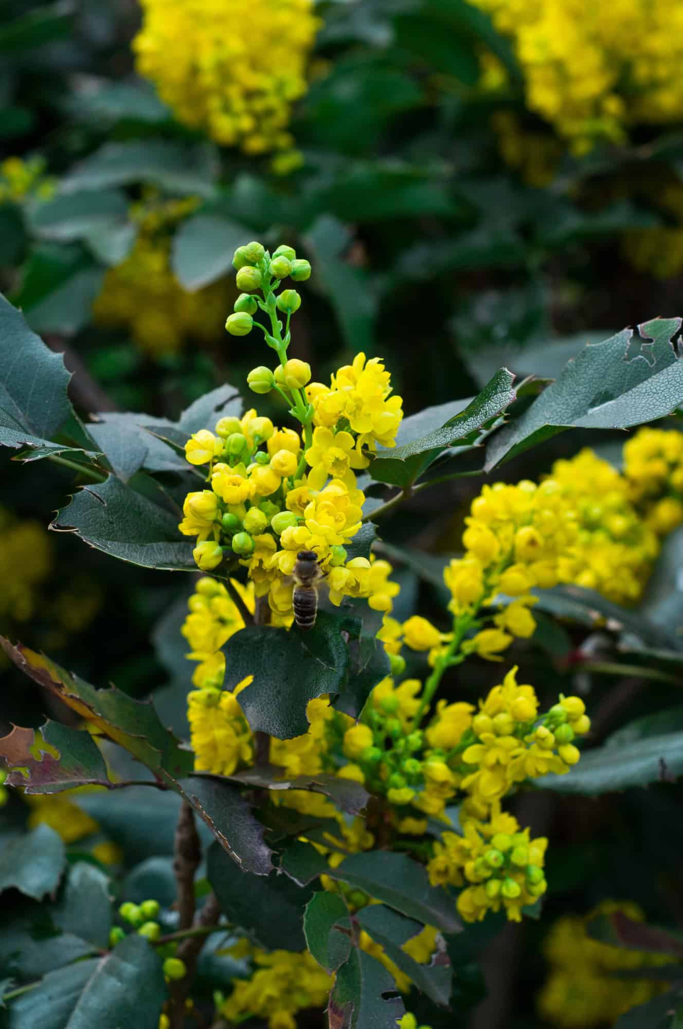 Oregon grape