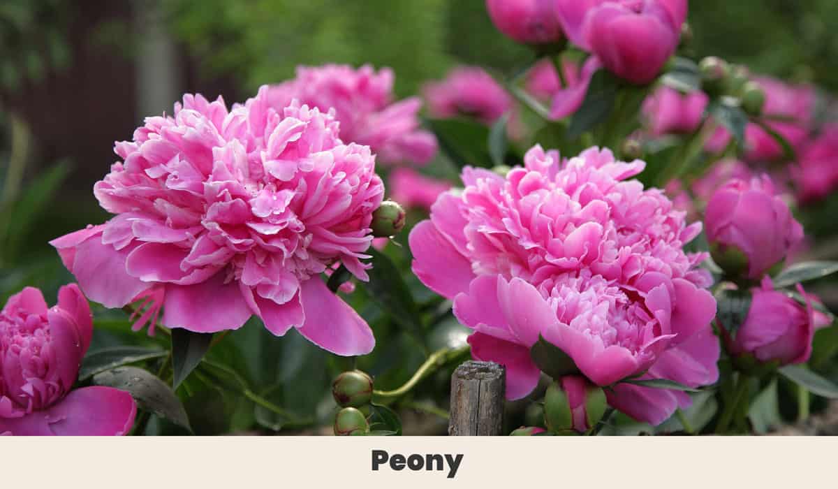 Peony