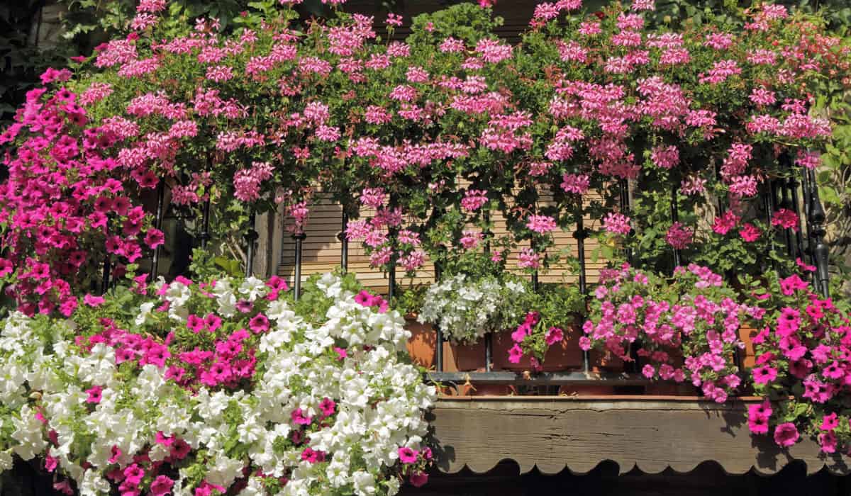 Petunias growing on a balcony