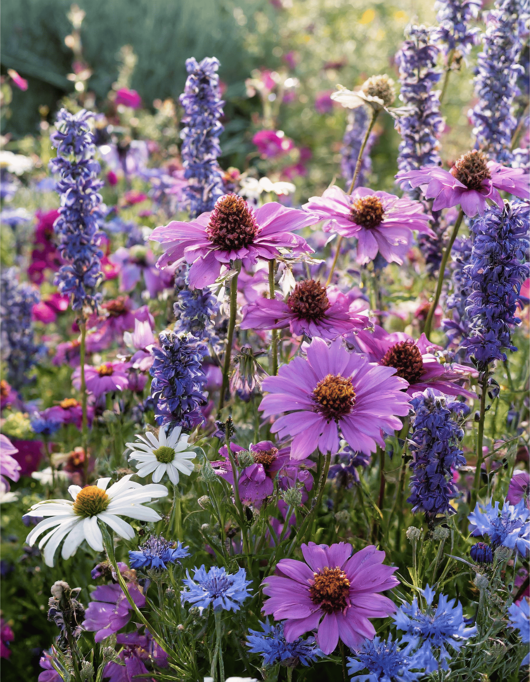 purple perennial flowers