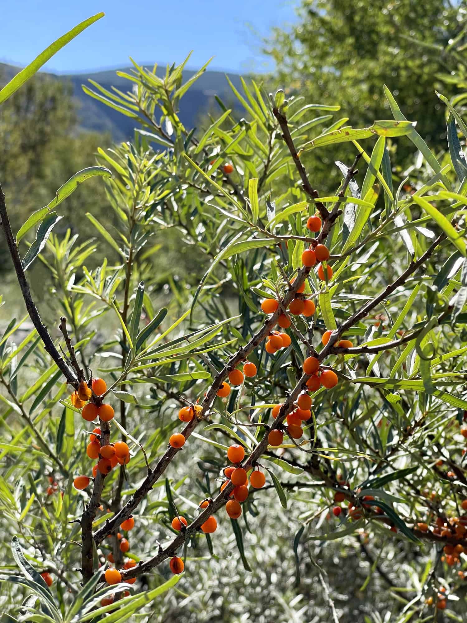 Ripe sea buckthorn