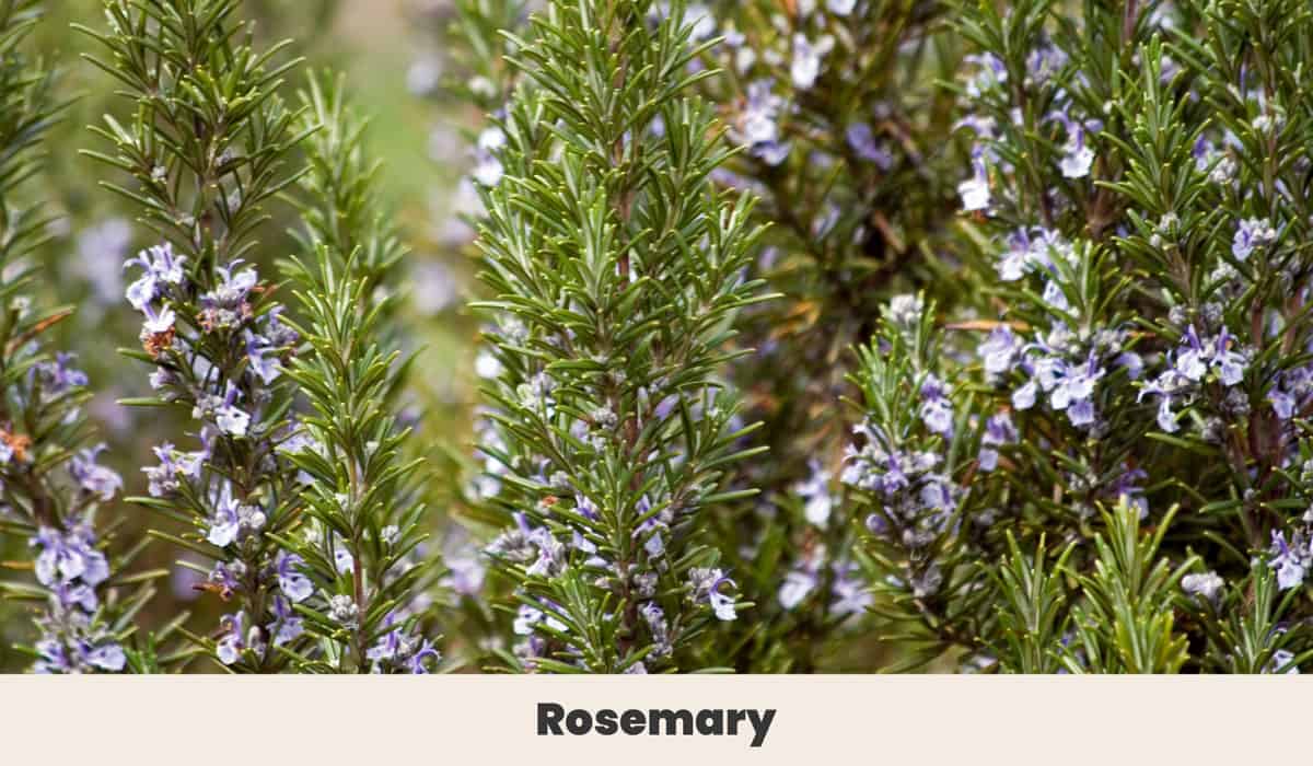 lavender plants for sale near me 1 gal. Mona Lavender Plectranthus Perennial Plant with Purple Flowers
