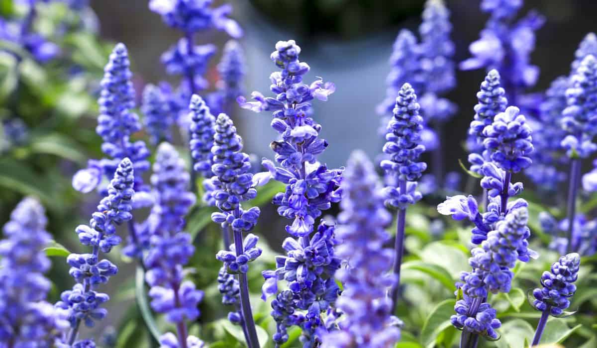 lavender plants near me Thumbelina Leigh Dwarf English Lavender, Lavandula angustifolia main image 1