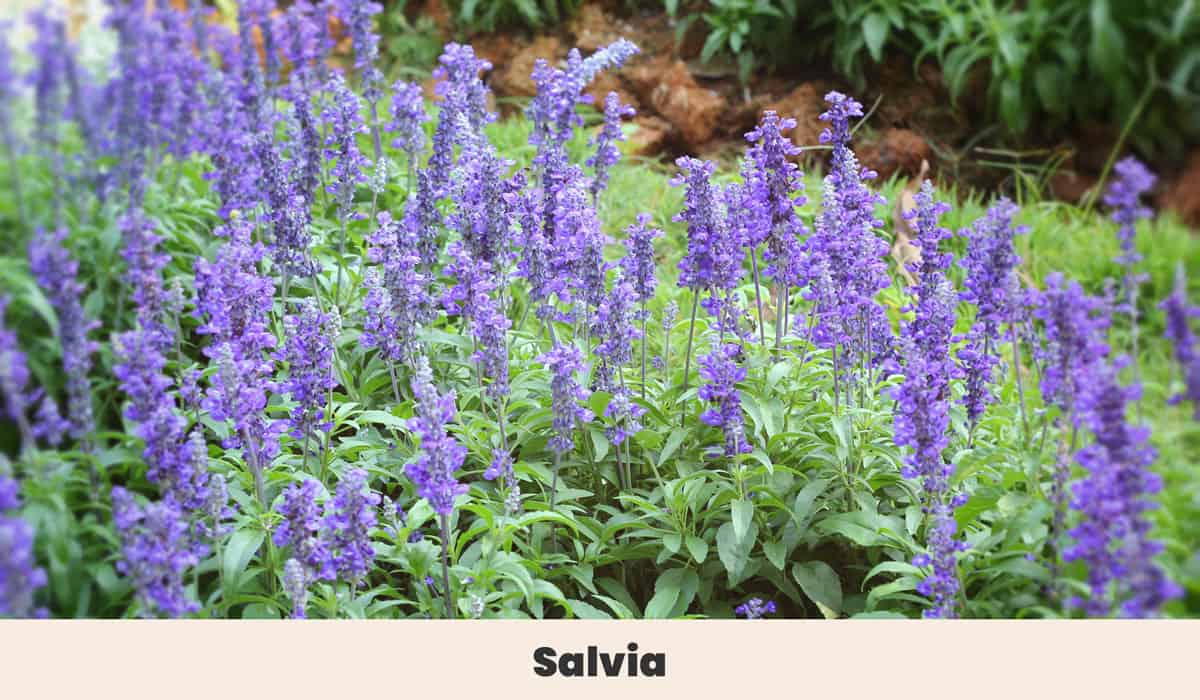 Salvia