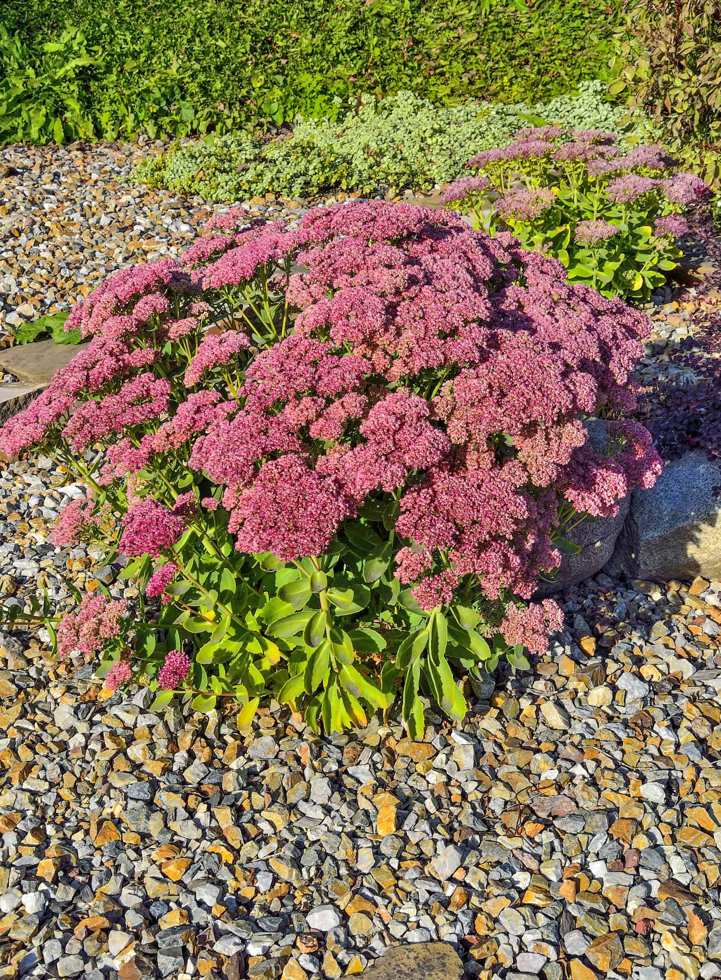 Stonecrop (Sedum)