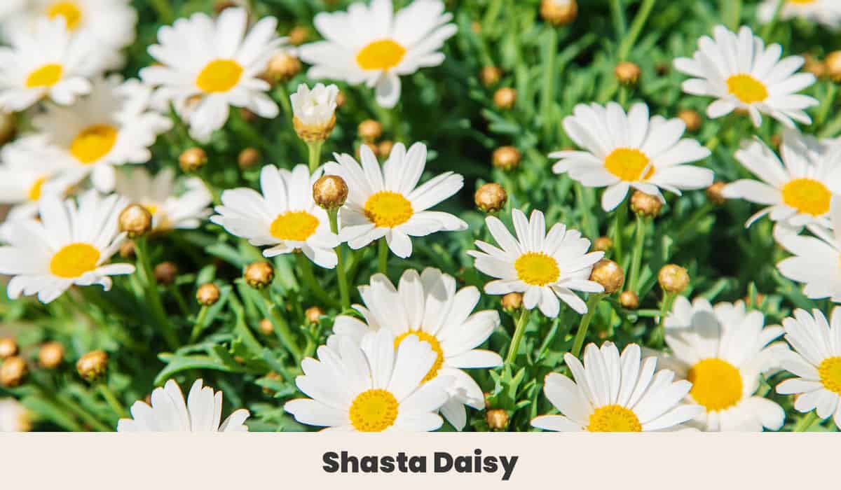 Shasta Daisy