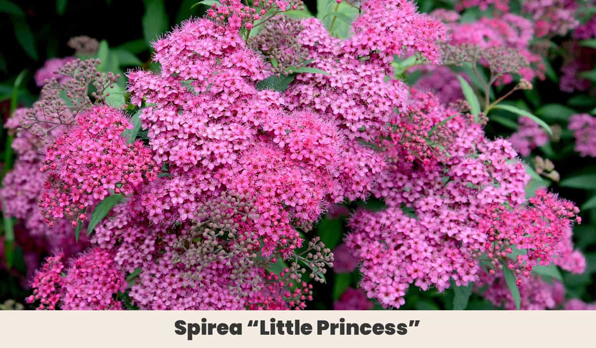 Spirea Little Princess