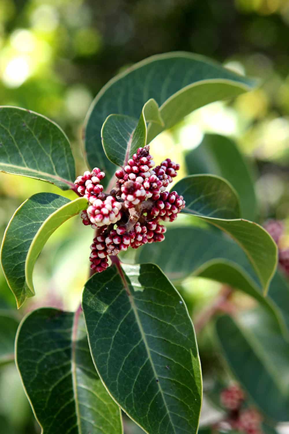 Sugar Bush (Rhus ovata)