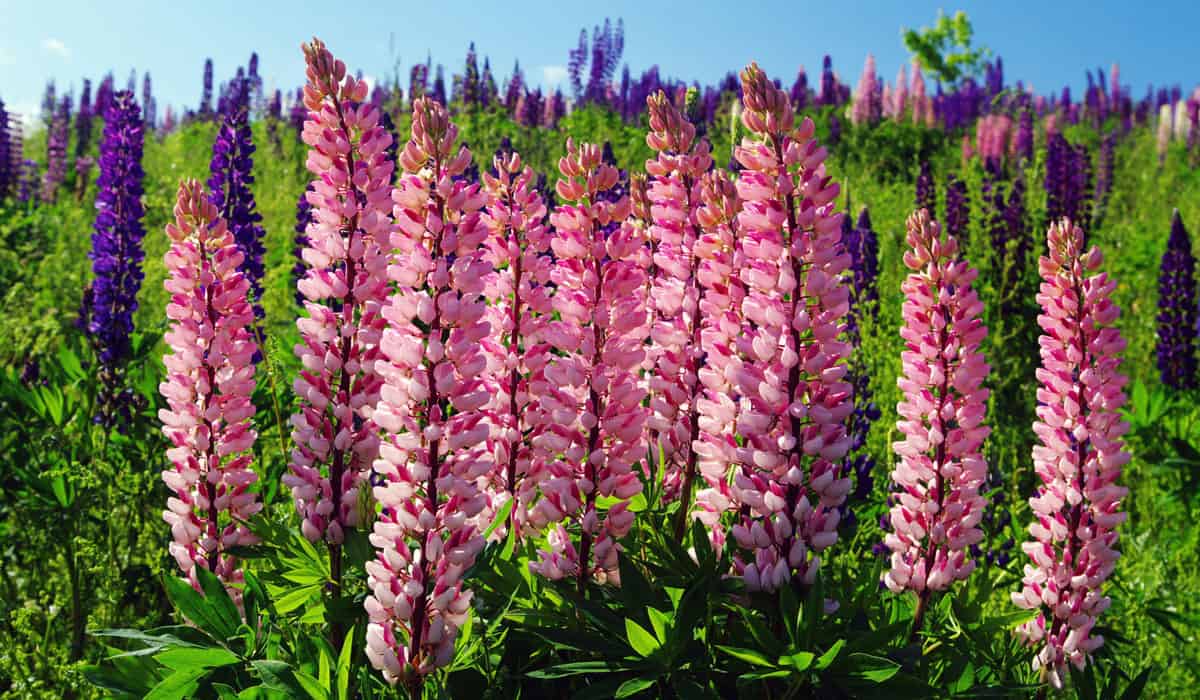 Tall pink flowering Lupins