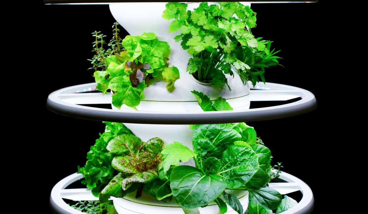 Vertical Garden herbs