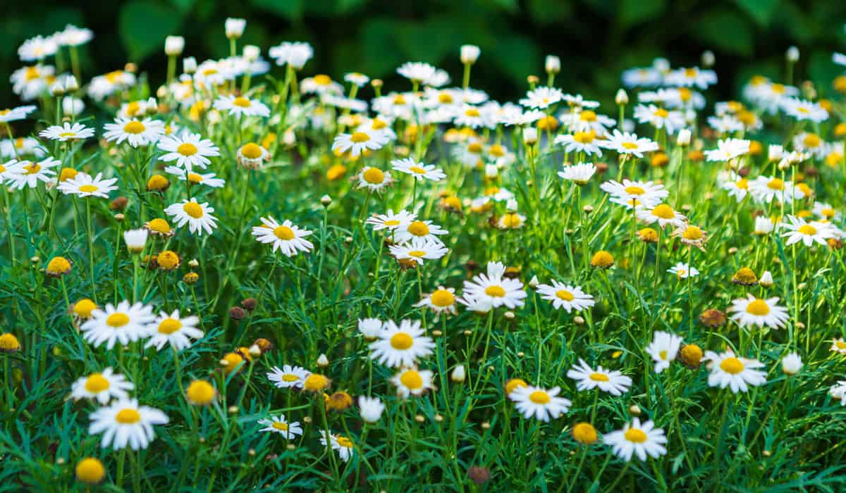 White flowering Fleabane