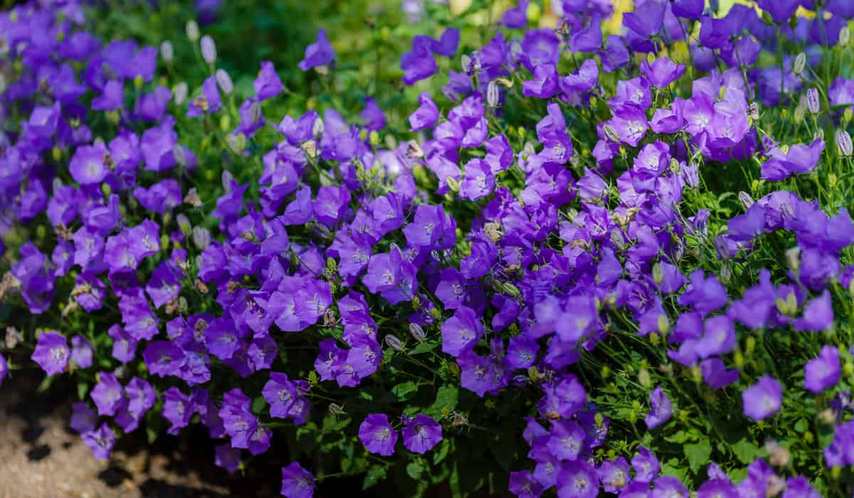 bellflowers that bloom all summer