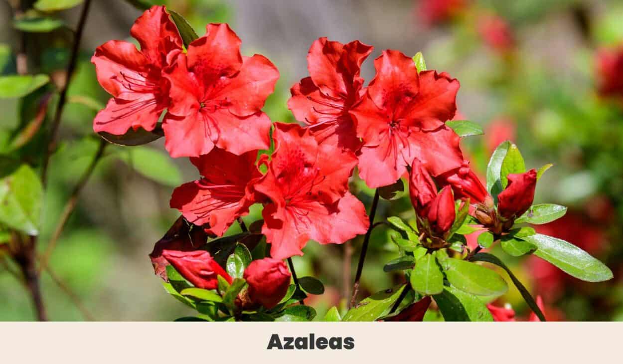 Azaleas