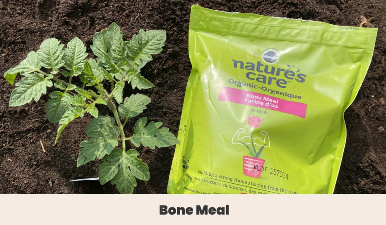 Bone Meal