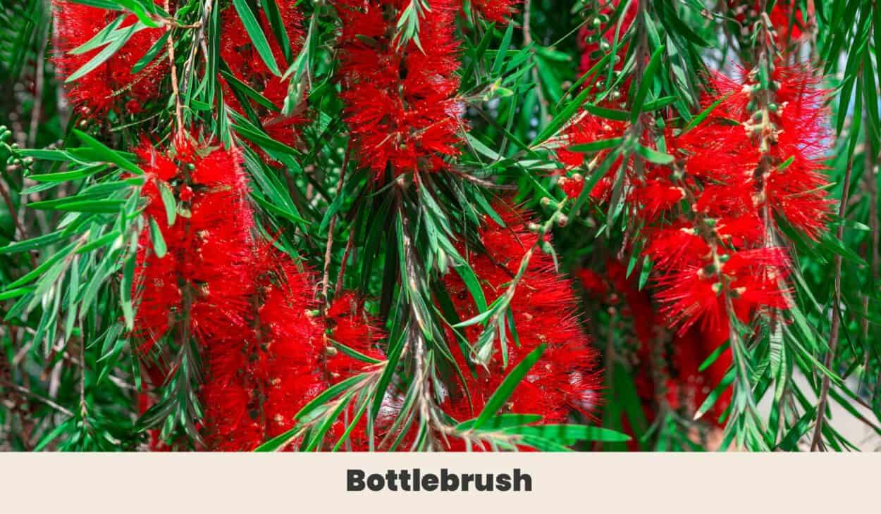 Bottlebrush
