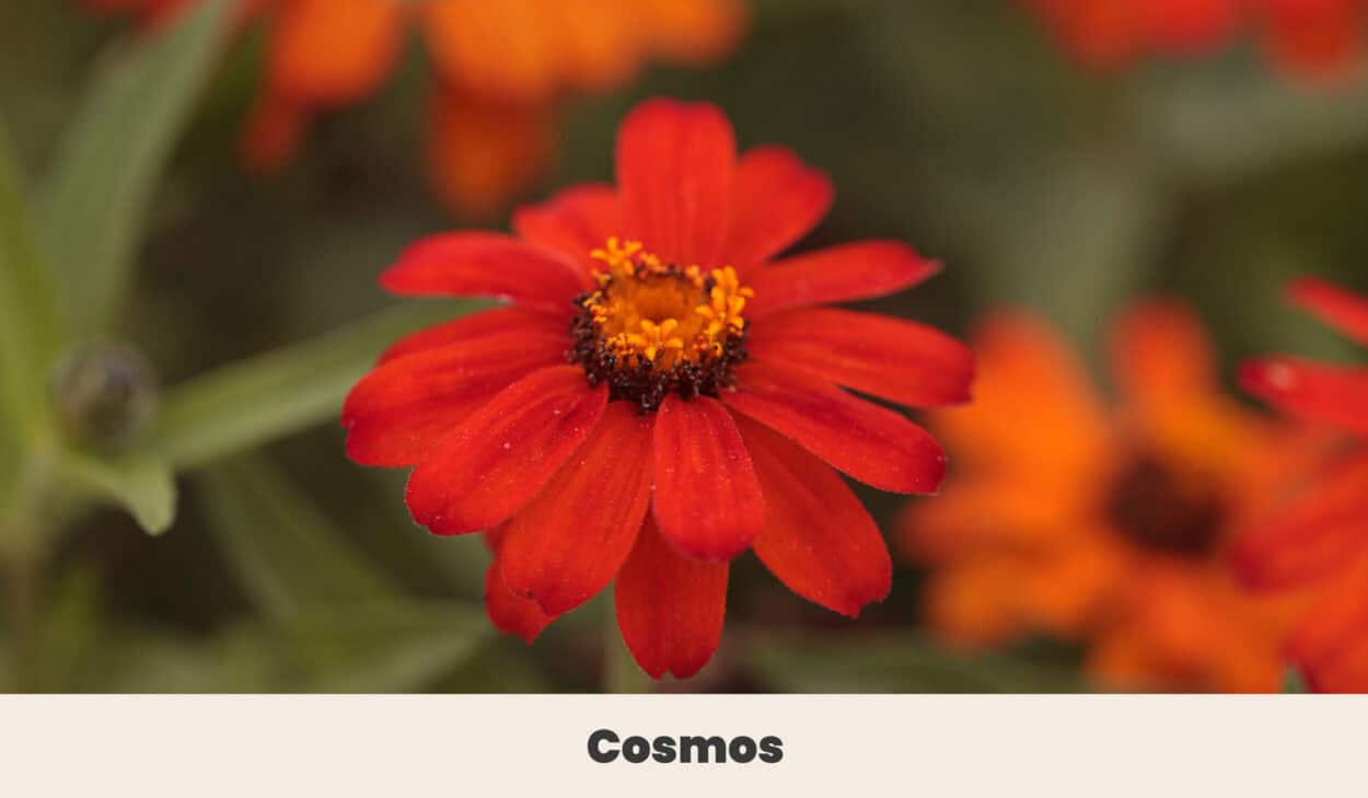 Cosmos 1