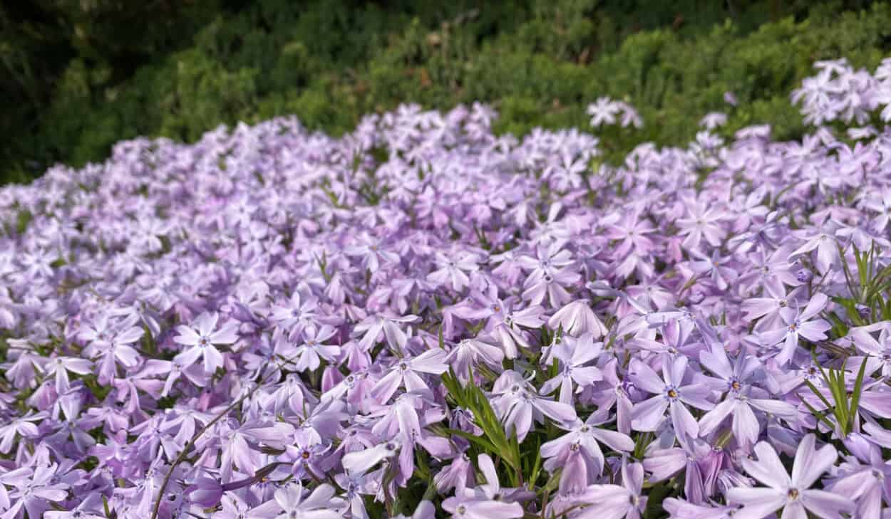 Creeping Phlox flowers