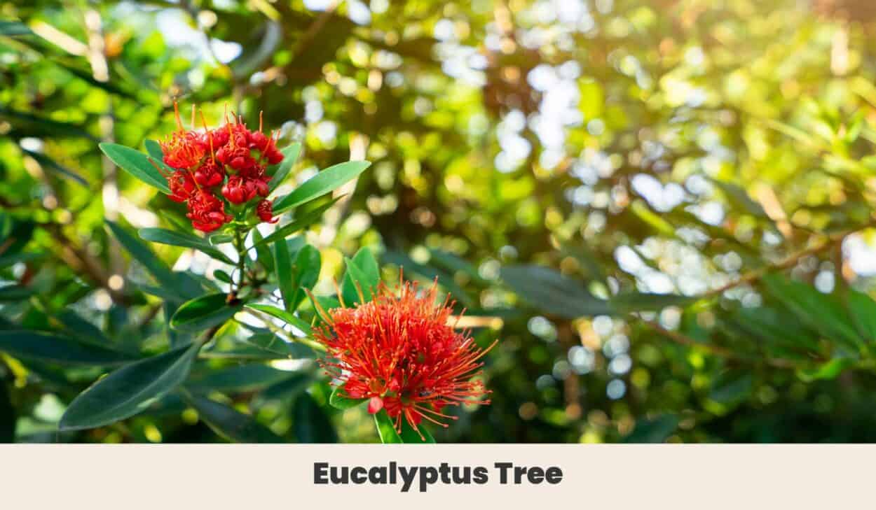 Eucalyptus Tree