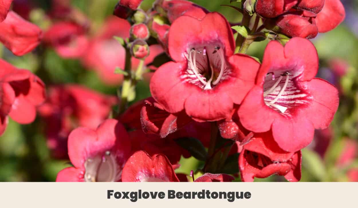 Foxglove Beardtongue