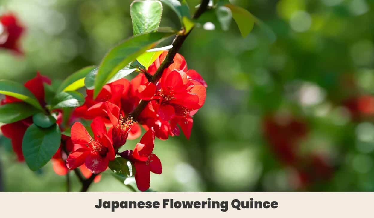 Japanese Flowering Quince