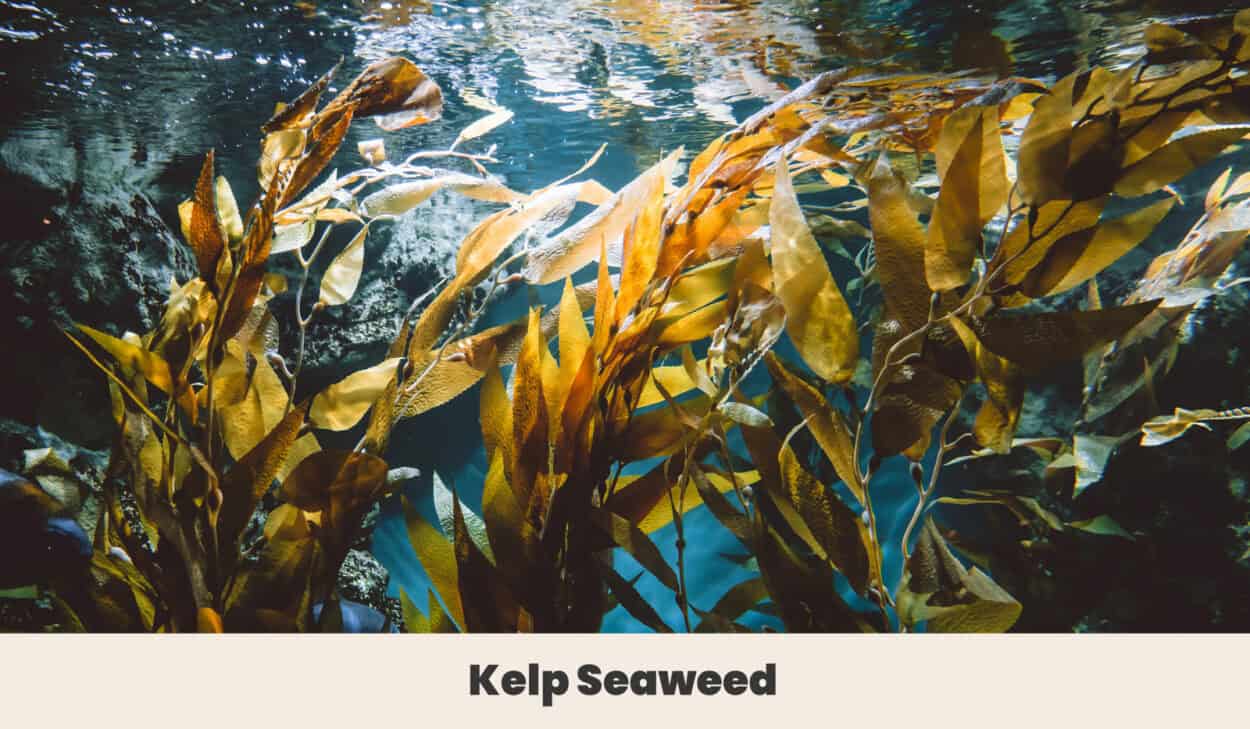 Kelp Seaweed