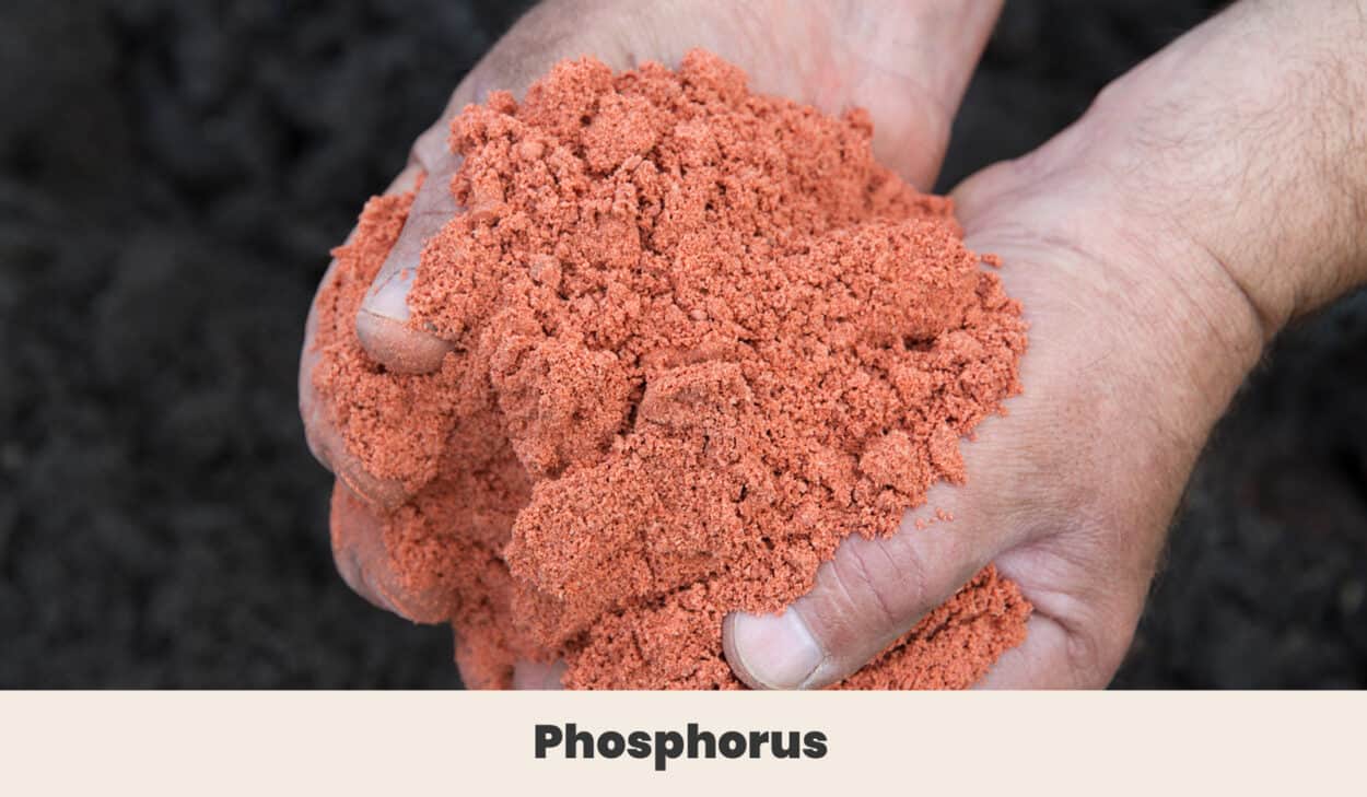 Phosphorus