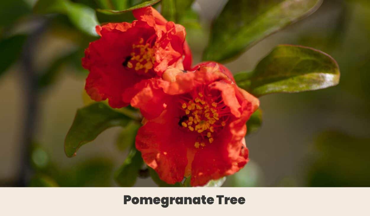 Pomegranate Tree