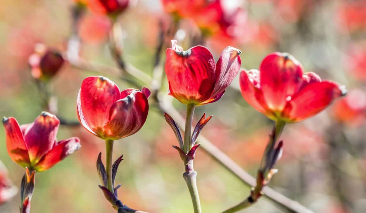 Red Flowering Dogwood