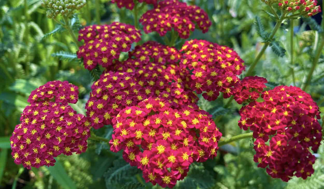 Red Perennial Yarrow