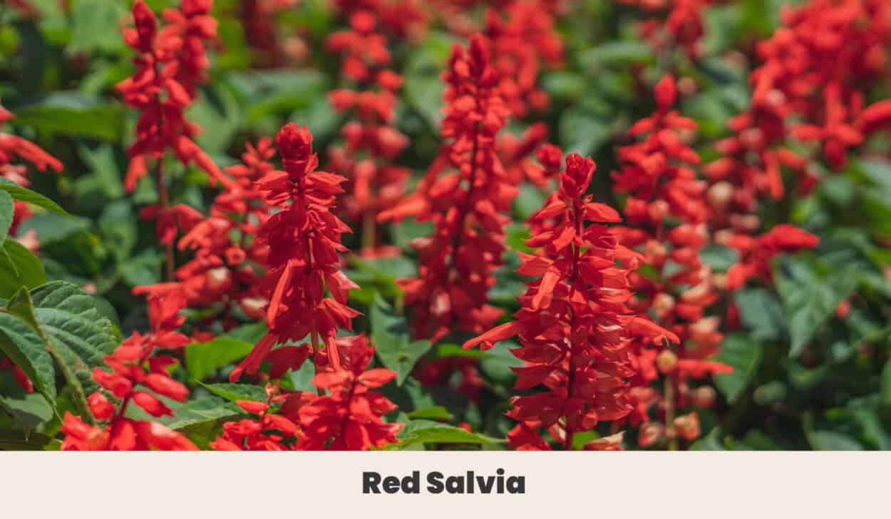 Red Salvia