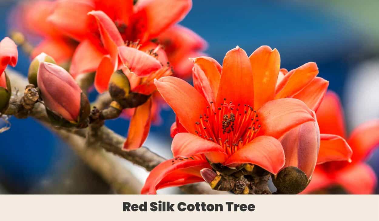Red Silk Cotton Tree