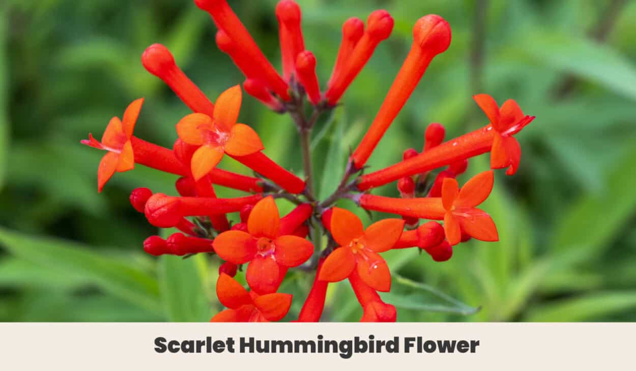Scarlet Hummingbird Flower