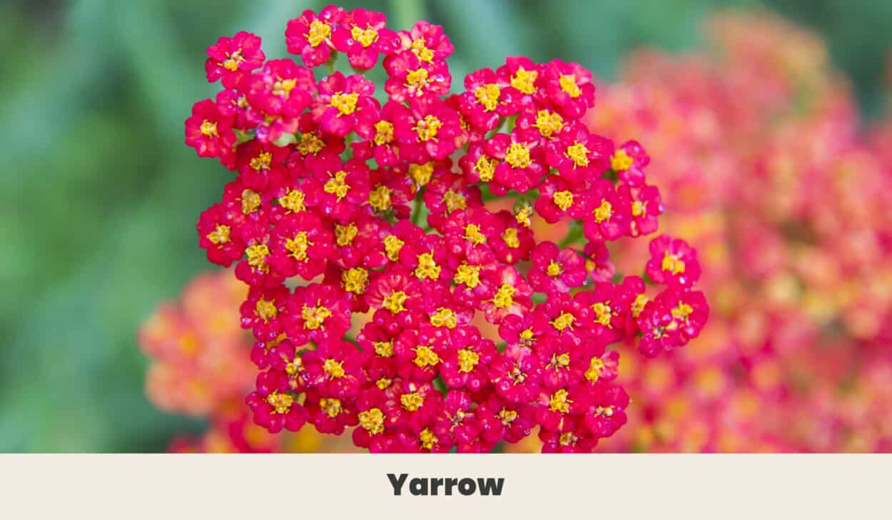 Yarrow