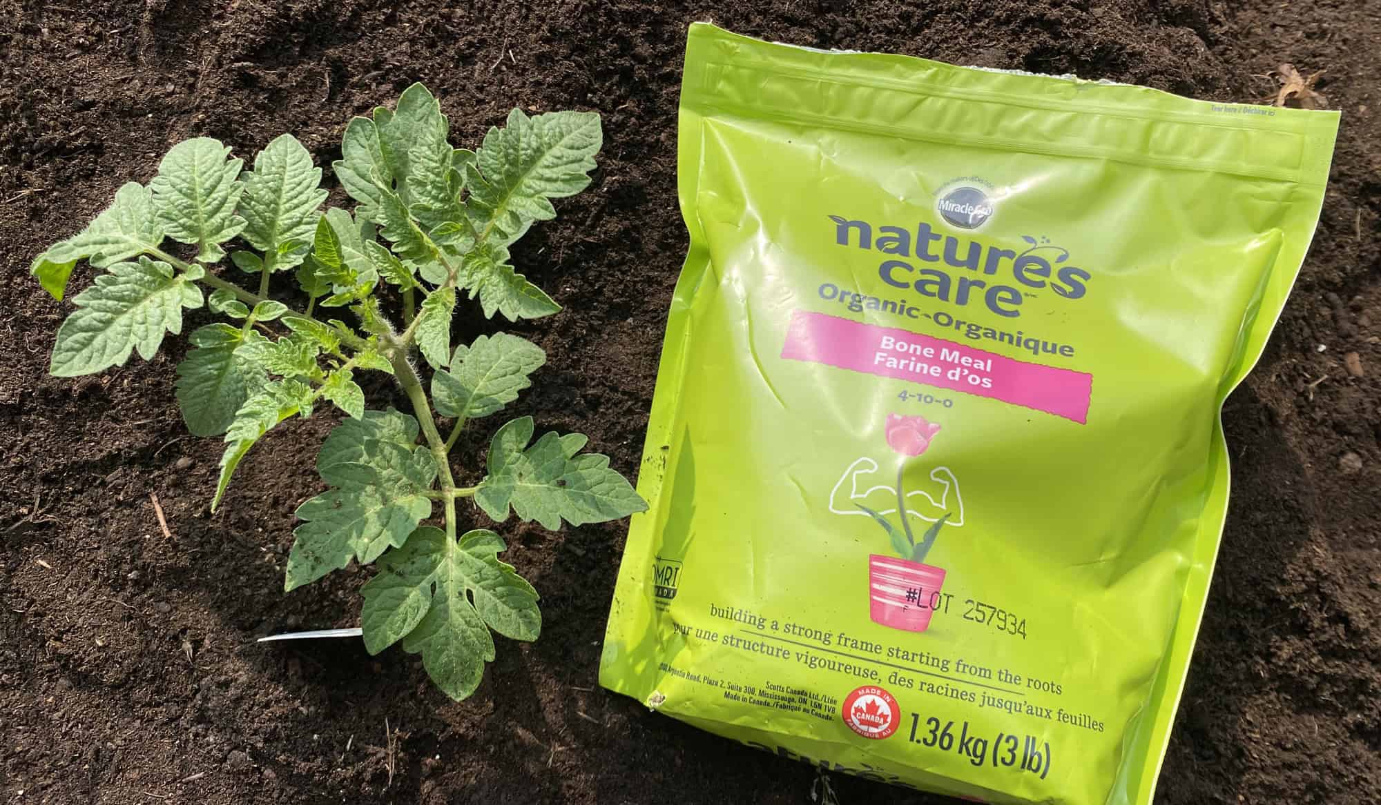 Bone Meal on Tomato Plants: How & When To Apply
