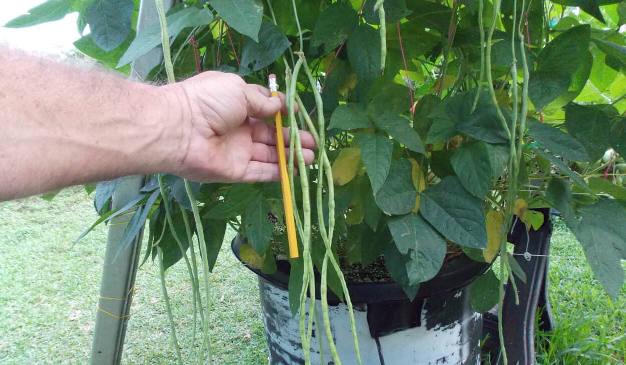 Deep water Culture Beans