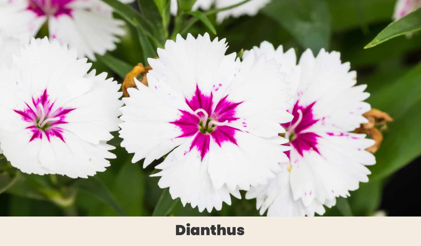 15 White Flowering Perennials For Elegant Gardens + Charts, image size:1600x934